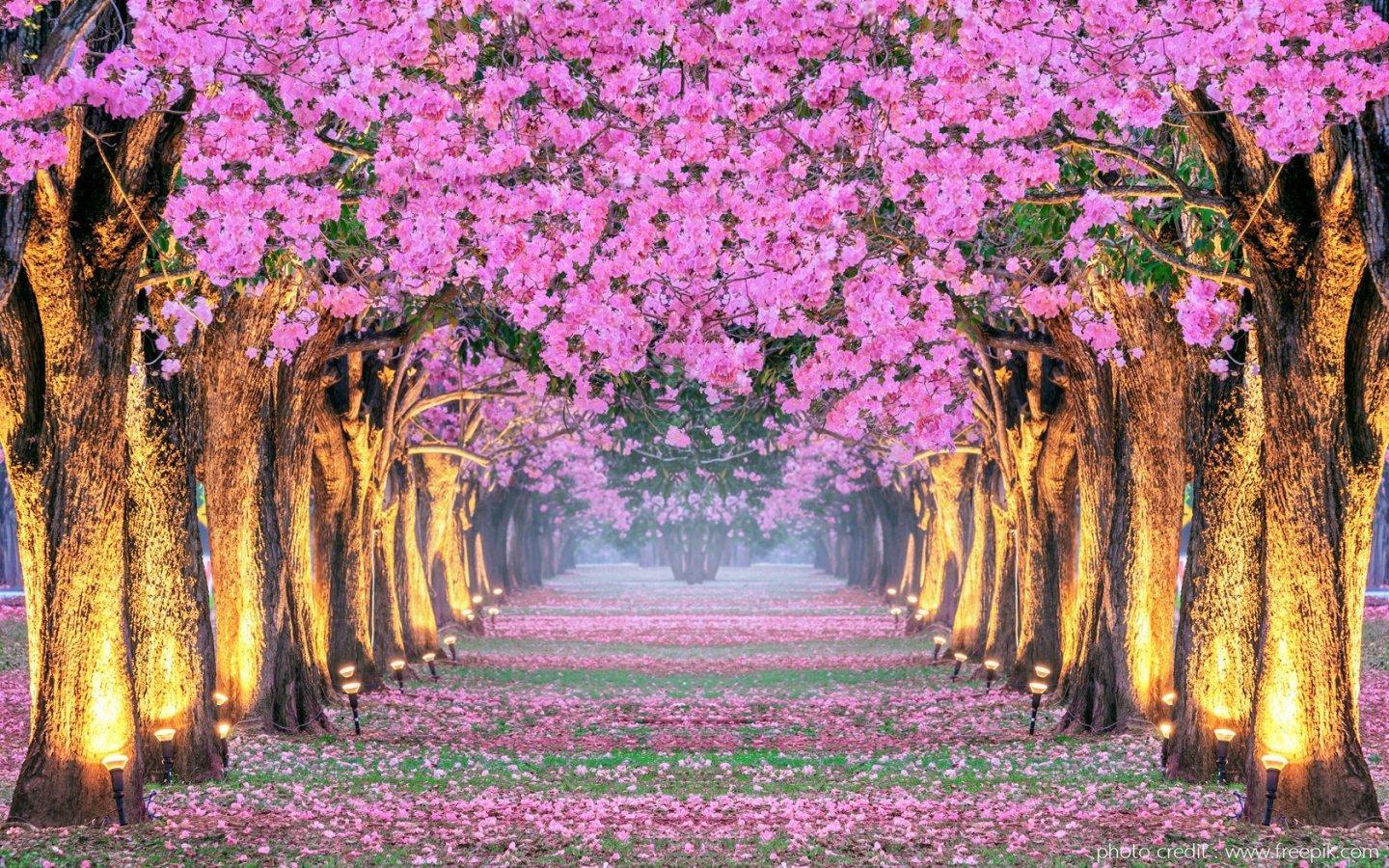 ภาพพื้นหลัง No.13837:ภาพธรรมชาติ