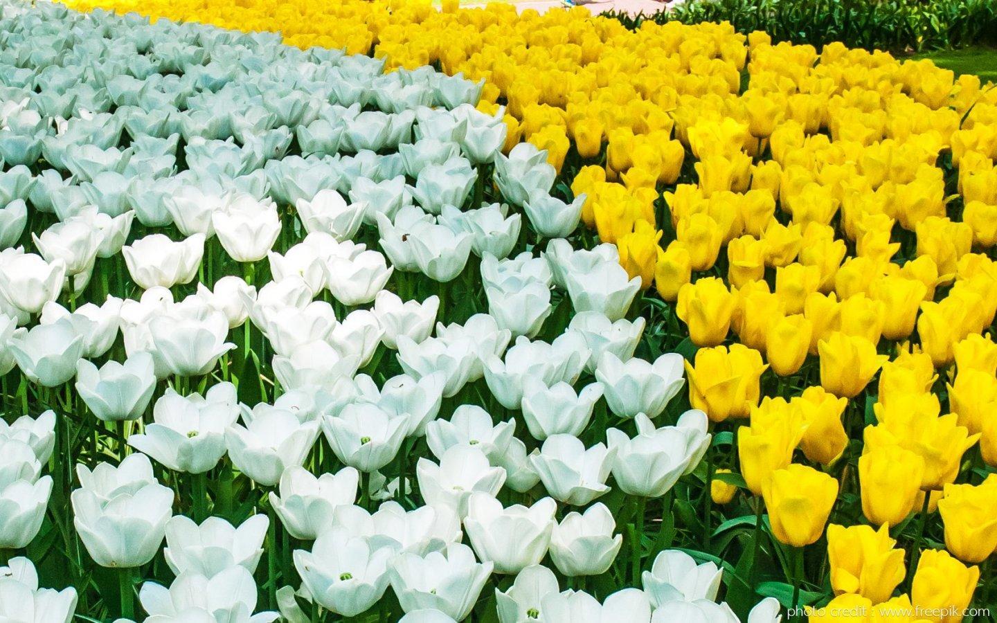 ภาพพื้นหลัง No.13858:รูปภาพดอกไม้สวยๆ