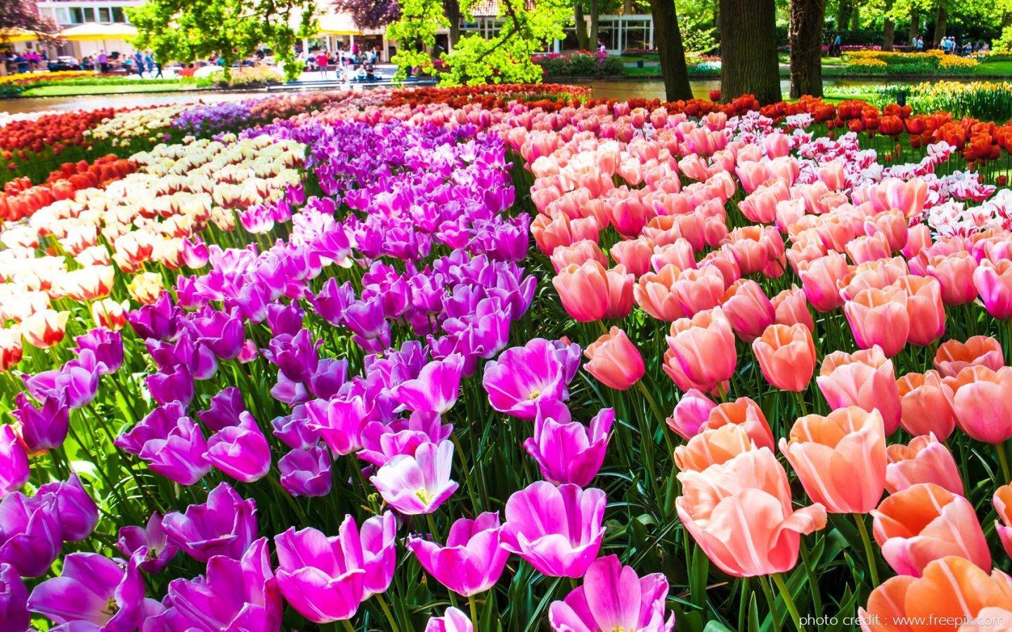 ภาพพื้นหลัง No.13859:รูปภาพดอกไม้สวยๆ