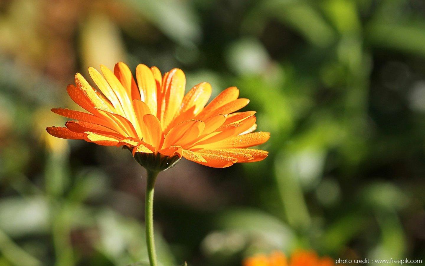 ภาพพื้นหลัง No.13910:รูปภาพดอกไม้สวยๆ