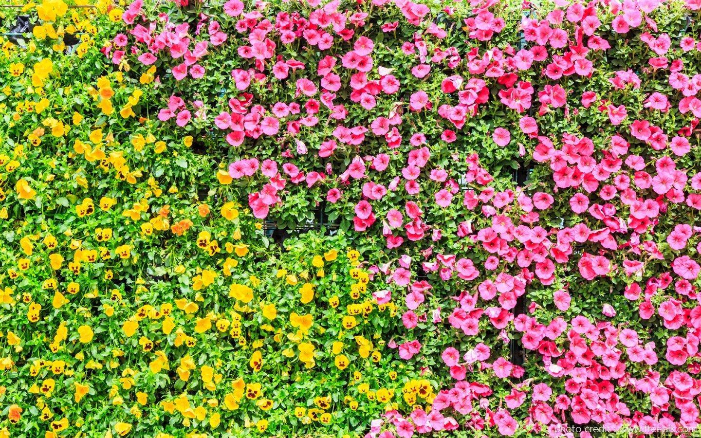 ภาพพื้นหลัง No.13927:รูปภาพดอกไม้สวยๆ