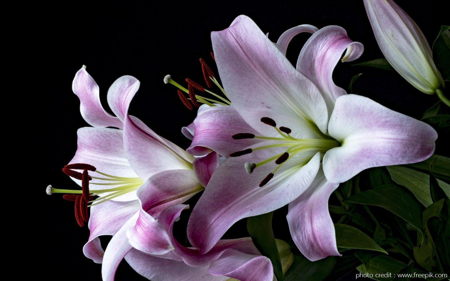 ภาพพื้นหลัง No.13942:รูปภาพดอกไม้สวยๆ