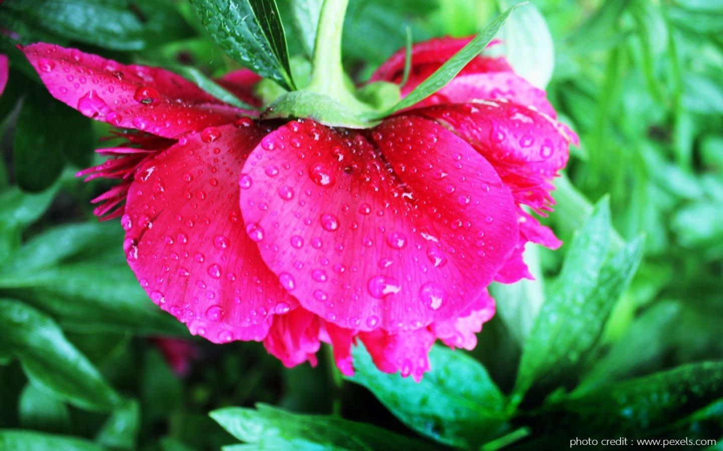 ภาพพื้นหลัง No.13957:รูปภาพดอกไม้สวยๆ