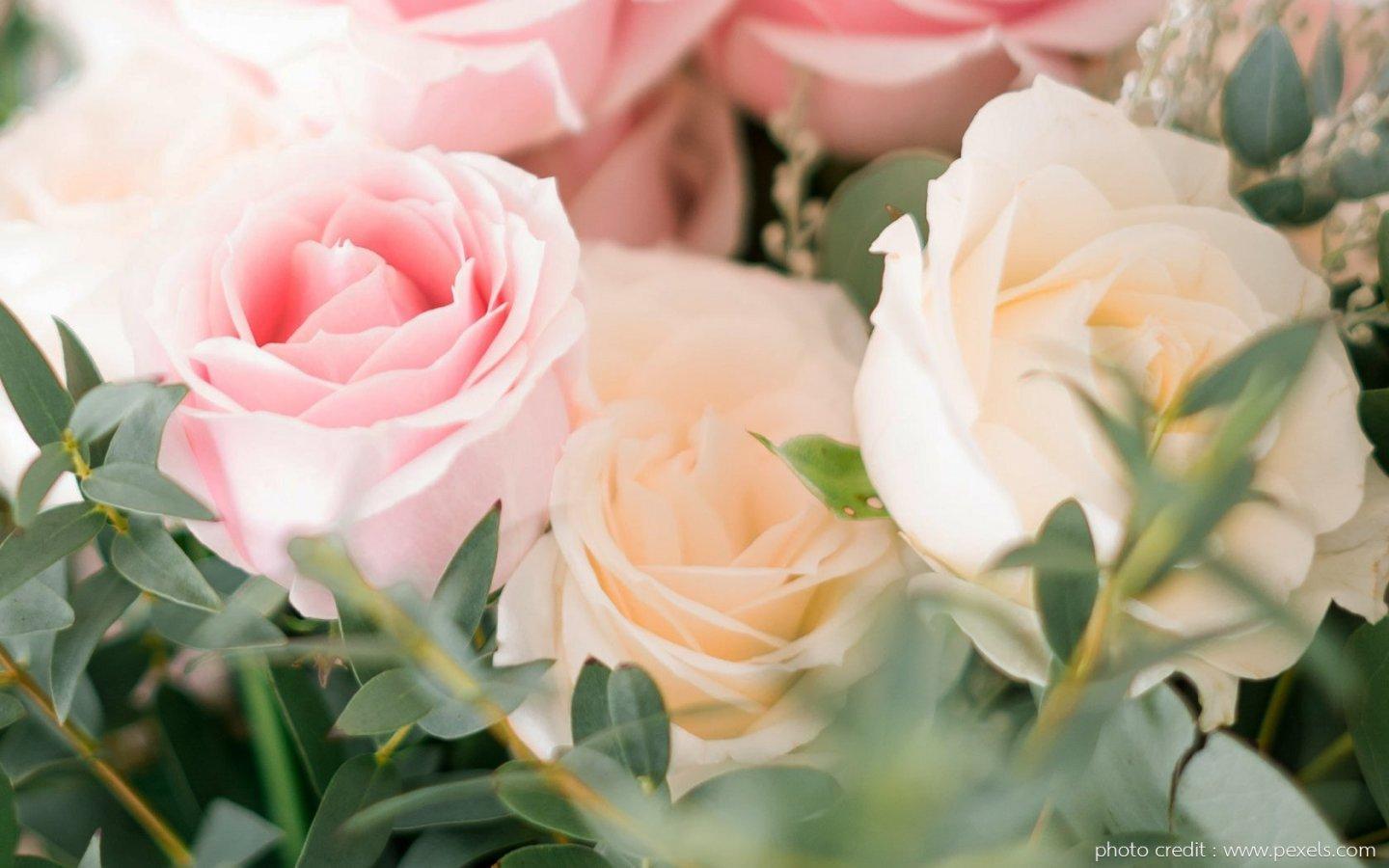 ภาพพื้นหลัง No.13966:รูปภาพดอกไม้สวยๆ