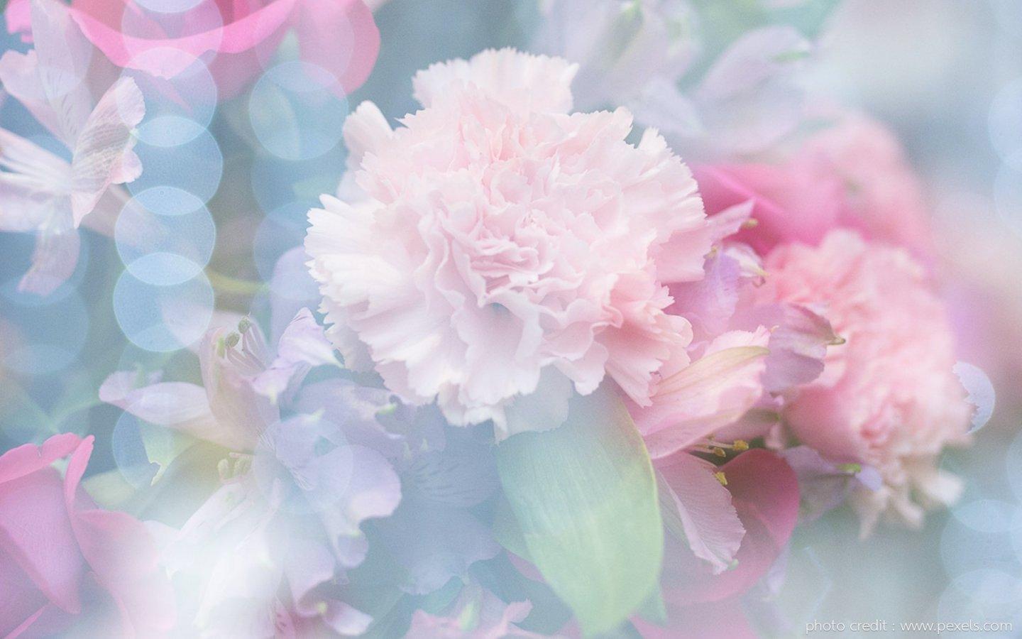 ภาพพื้นหลัง No.13968:รูปภาพดอกไม้สวยๆ