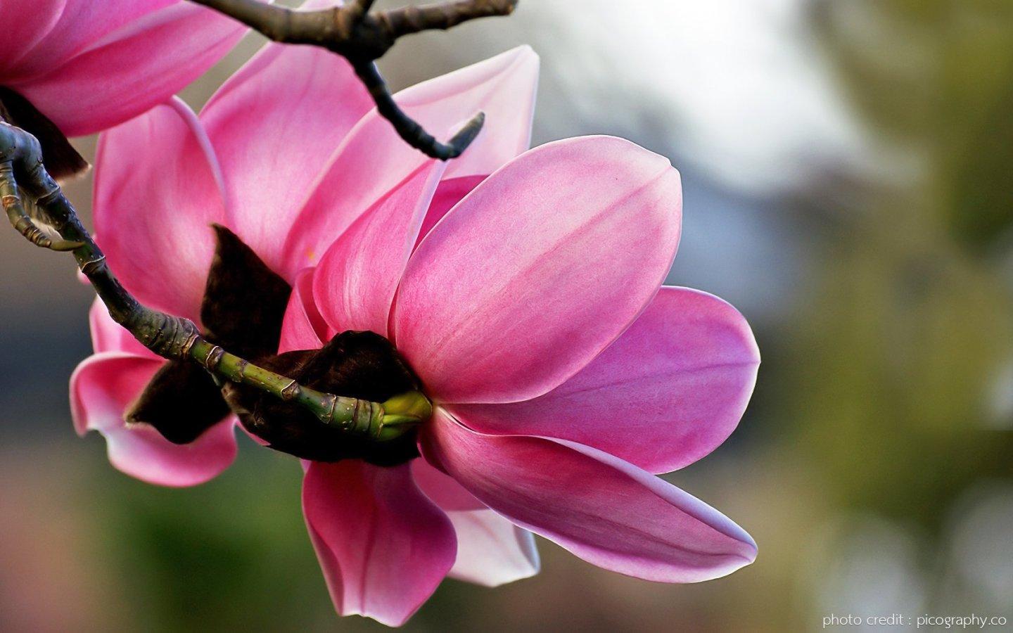 ภาพพื้นหลัง No.13975:รูปภาพดอกไม้สวยๆ