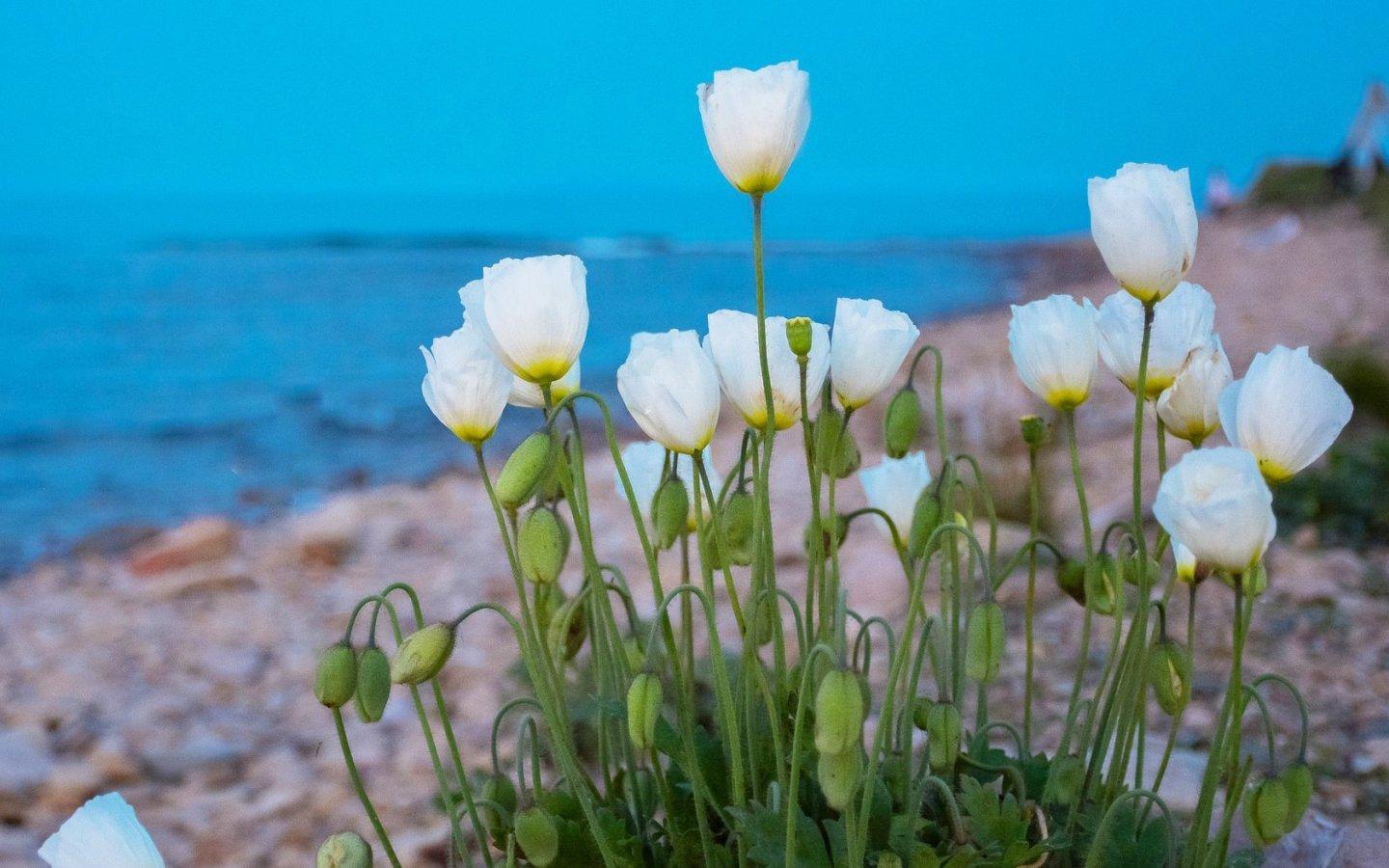 ภาพพื้นหลัง No.13983:รูปภาพดอกไม้สวยๆ