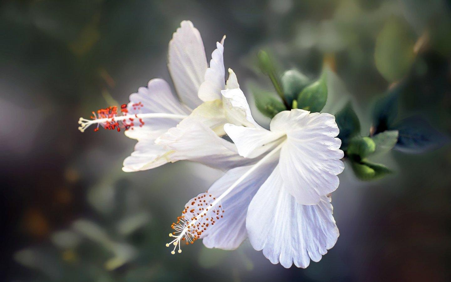 ภาพพื้นหลัง No.14002:รูปภาพดอกไม้สวยๆ