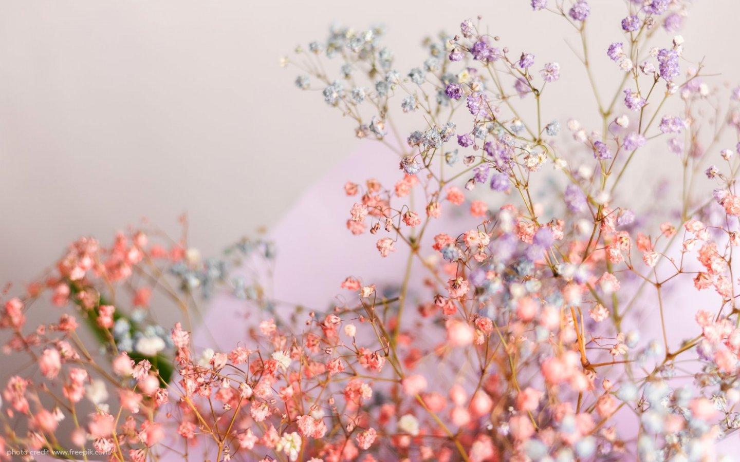ภาพพื้นหลัง No.14012:รูปภาพดอกไม้สวยๆ