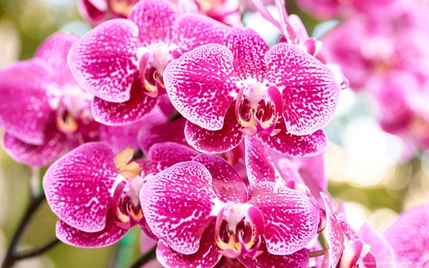 ภาพพื้นหลัง No.14020:รูปภาพดอกไม้สวยๆ