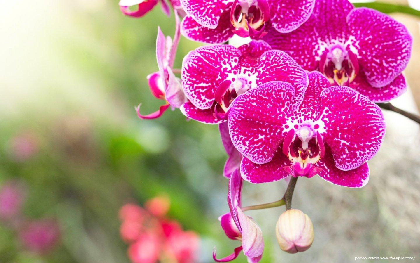 ภาพพื้นหลัง No.14022:รูปภาพดอกไม้สวยๆ