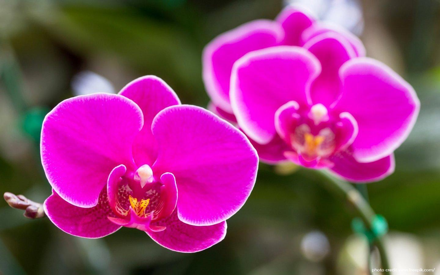 ภาพพื้นหลัง No.14023:รูปภาพดอกไม้สวยๆ