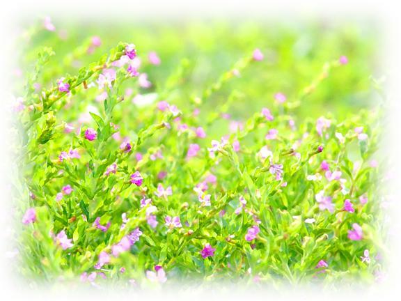 ภาพพื้นหลัง No.15:รูปภาพดอกไม้สวยๆ
