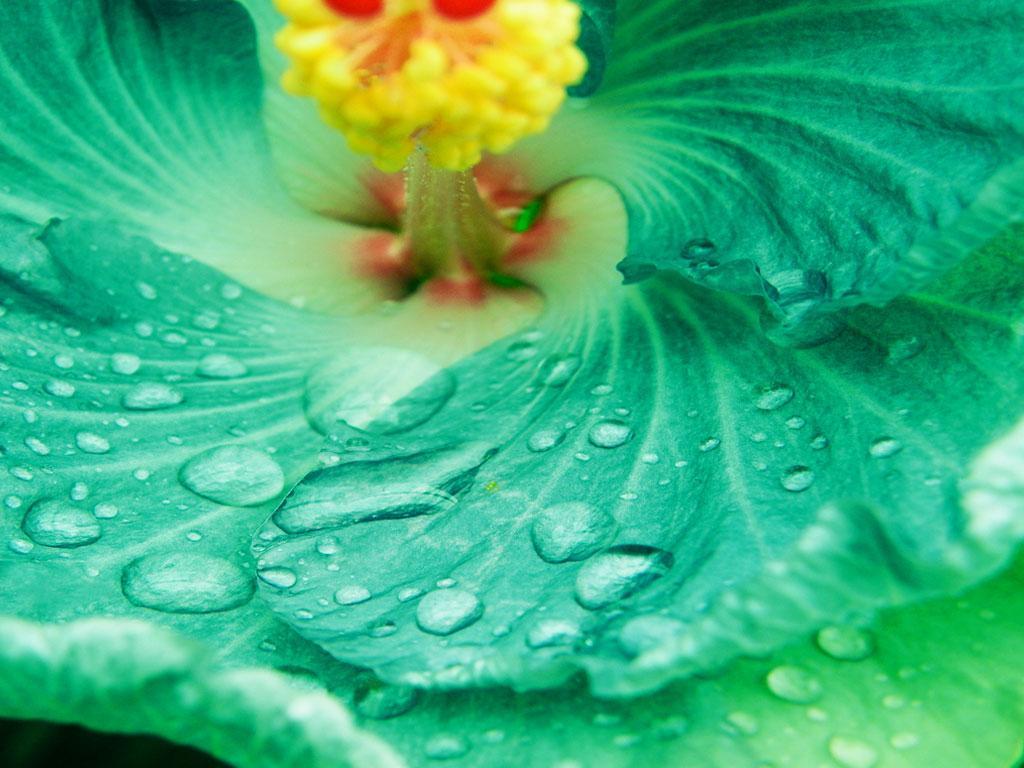ภาพพื้นหลัง No.1674:รูปภาพดอกไม้สวยๆ