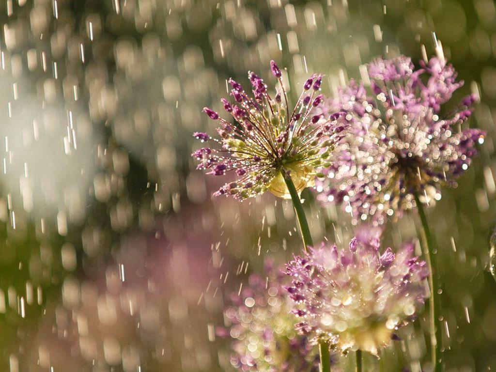 ภาพพื้นหลัง No.1748:รูปภาพดอกไม้สวยๆ