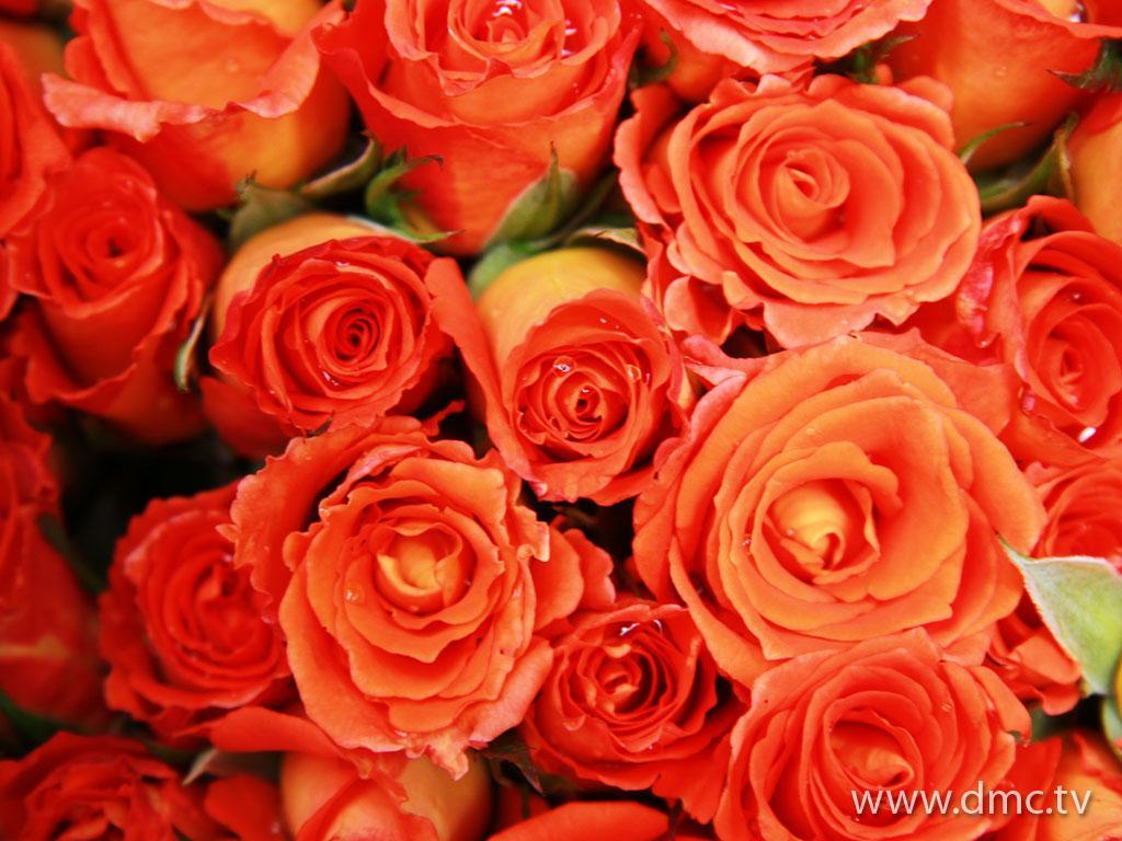 ภาพพื้นหลัง No.1856:ธุดงค์ธรรมชัย