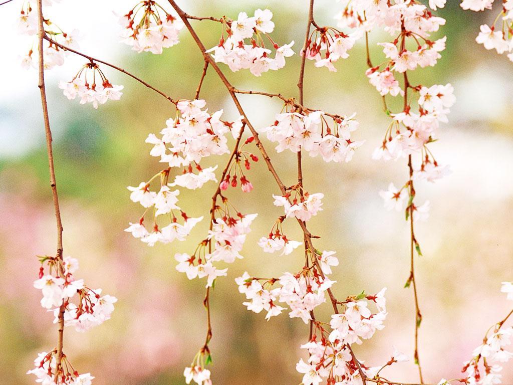 ภาพพื้นหลัง No.2159:รูปภาพดอกไม้สวยๆ
