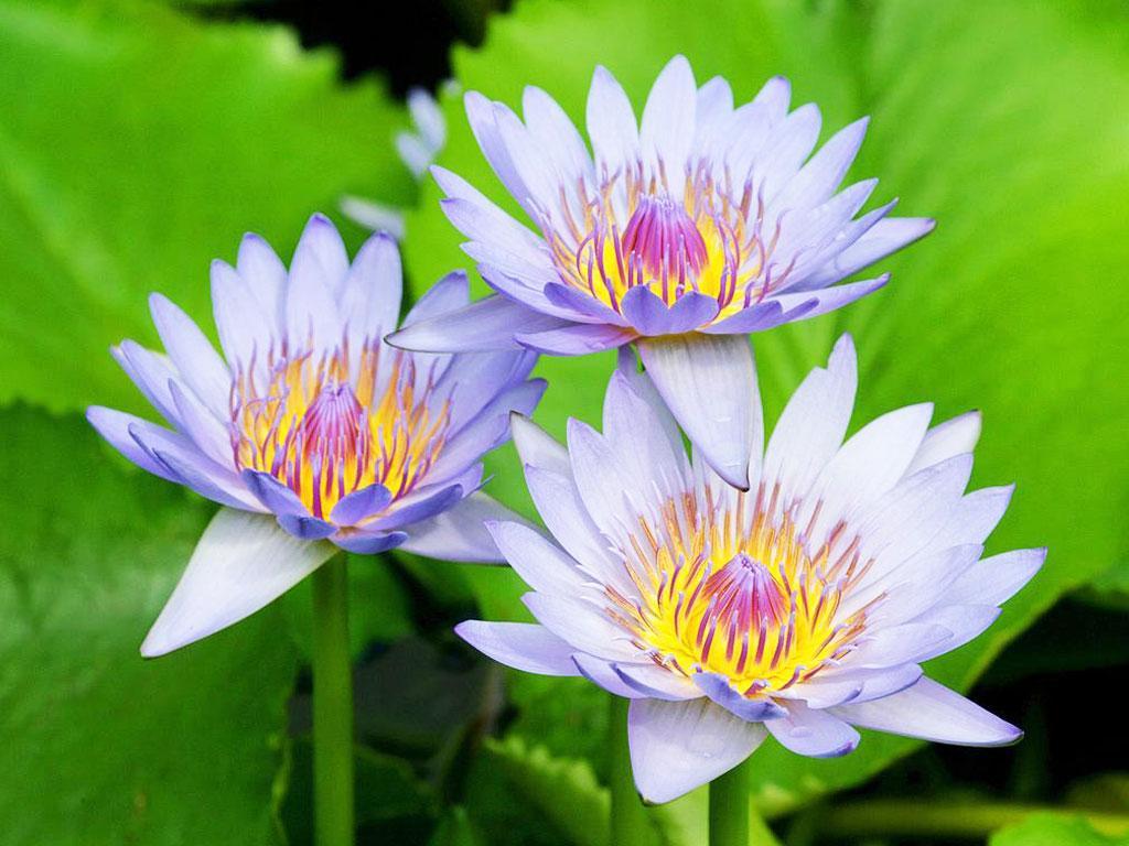 ภาพพื้นหลัง No.2184:รูปภาพดอกไม้สวยๆ