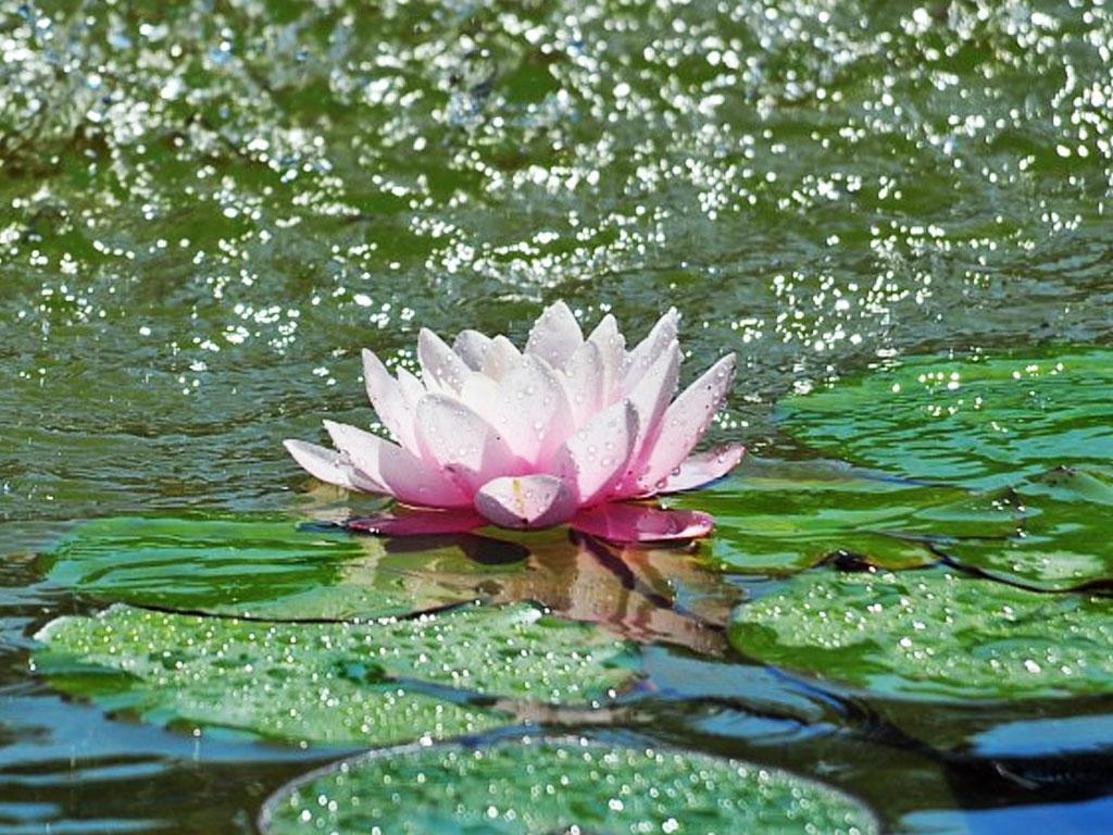 ภาพพื้นหลัง No.2267:รูปภาพดอกไม้สวยๆ