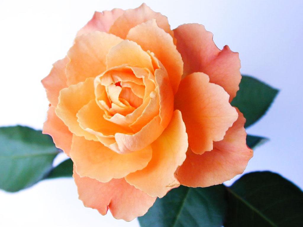 ภาพพื้นหลัง No.2511:รูปภาพดอกไม้สวยๆ