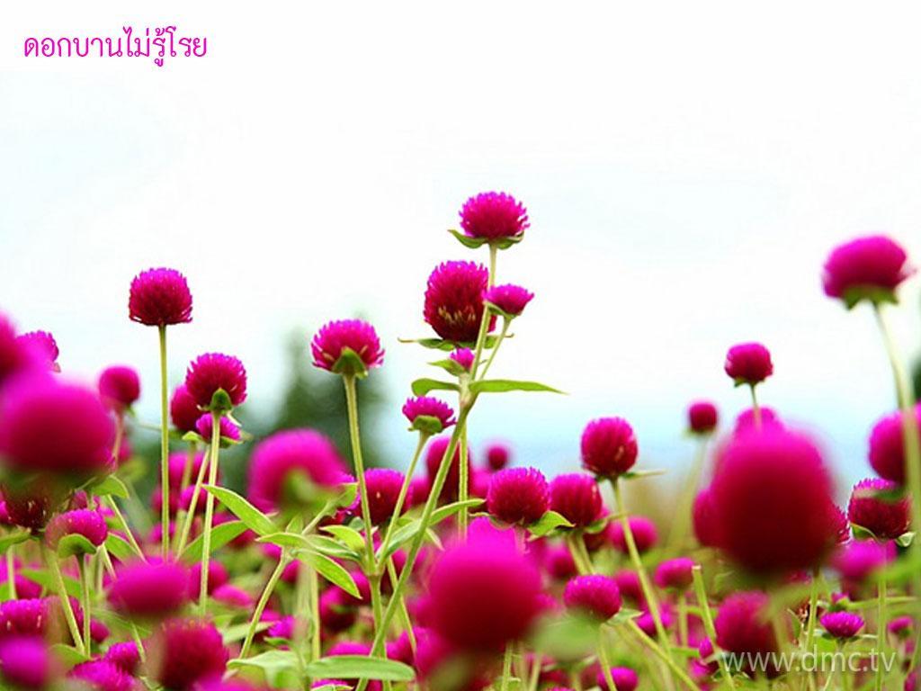 ภาพพื้นหลัง No.3306:รูปภาพดอกไม้สวยๆ