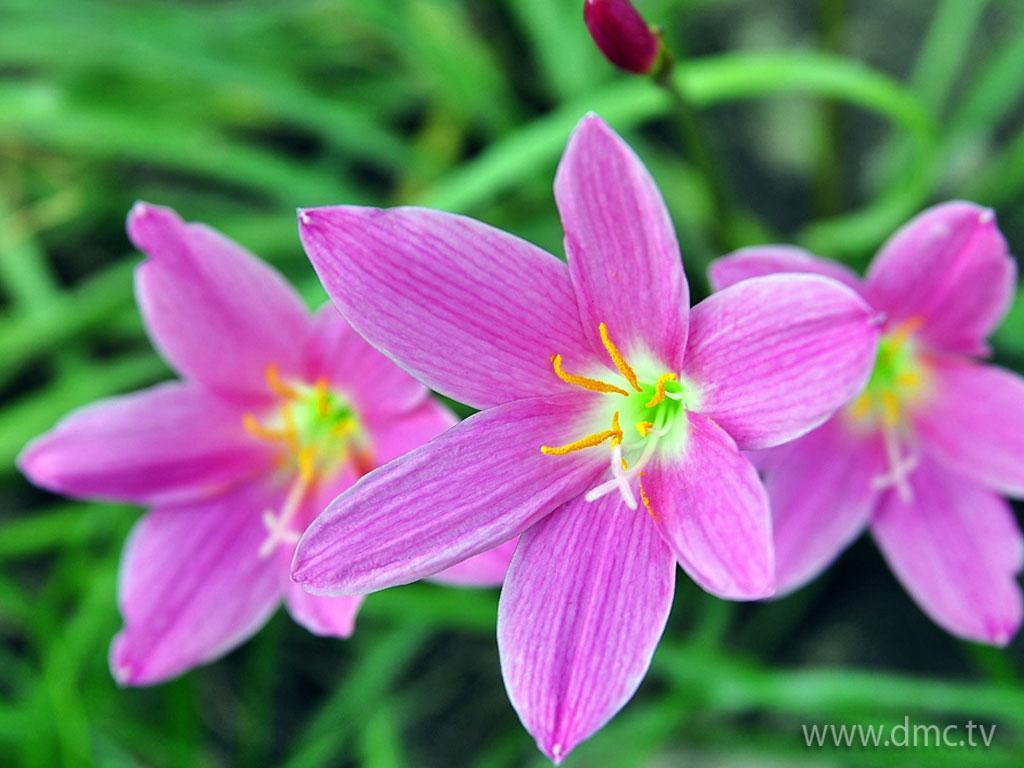 ภาพพื้นหลัง No.3313:รูปภาพดอกไม้สวยๆ