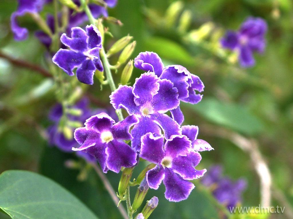 ภาพพื้นหลัง No.3380:รูปภาพดอกไม้สวยๆ