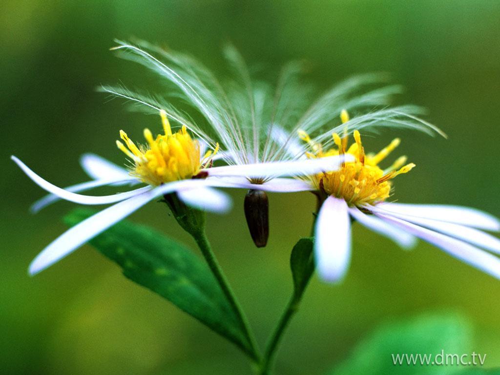 ภาพพื้นหลัง No.3407:รูปภาพดอกไม้สวยๆ