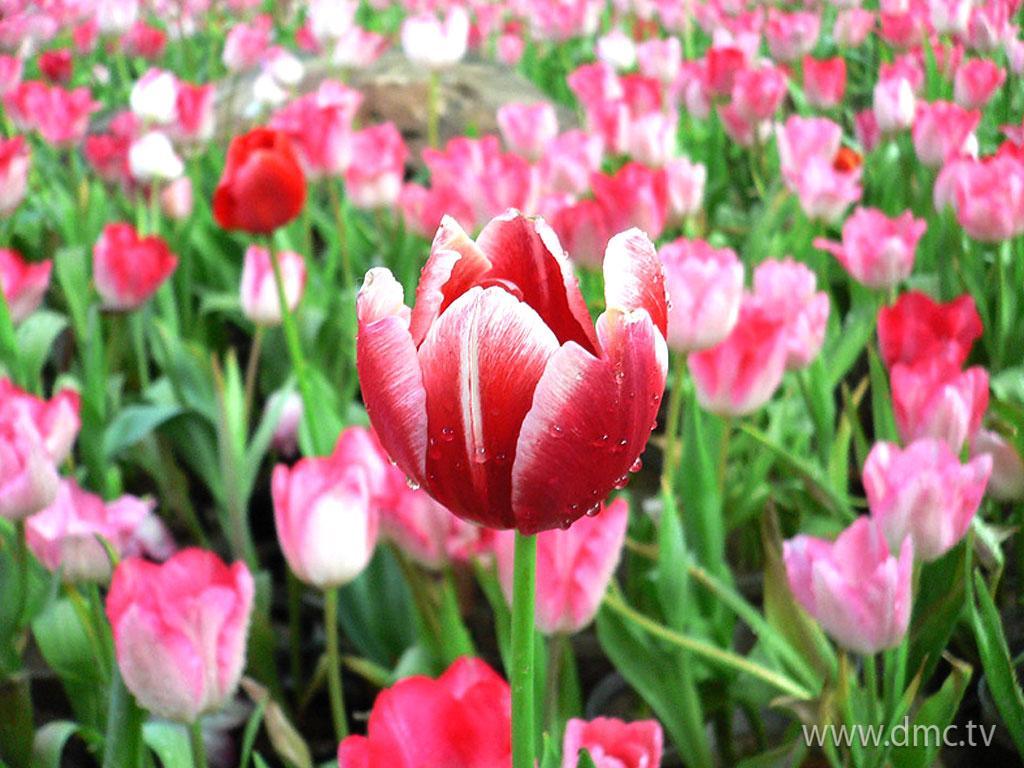 ภาพพื้นหลัง No.3409:รูปภาพดอกไม้สวยๆ