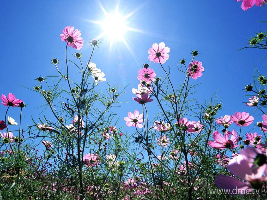 ภาพพื้นหลัง No.3410:รูปภาพดอกไม้สวยๆ