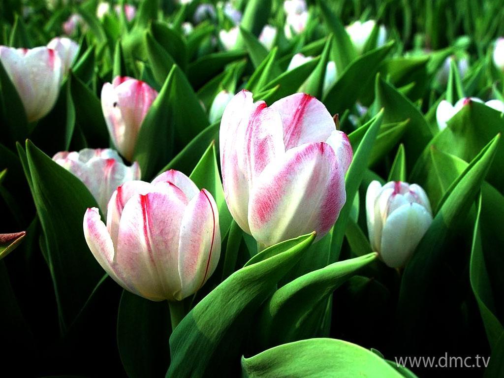 ภาพพื้นหลัง No.3416:รูปภาพดอกไม้สวยๆ
