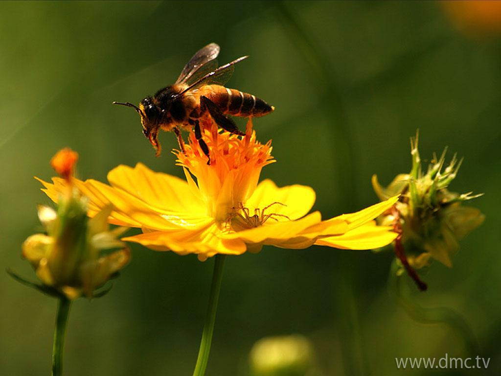 ภาพพื้นหลัง No.3610:รูปภาพดอกไม้สวยๆ
