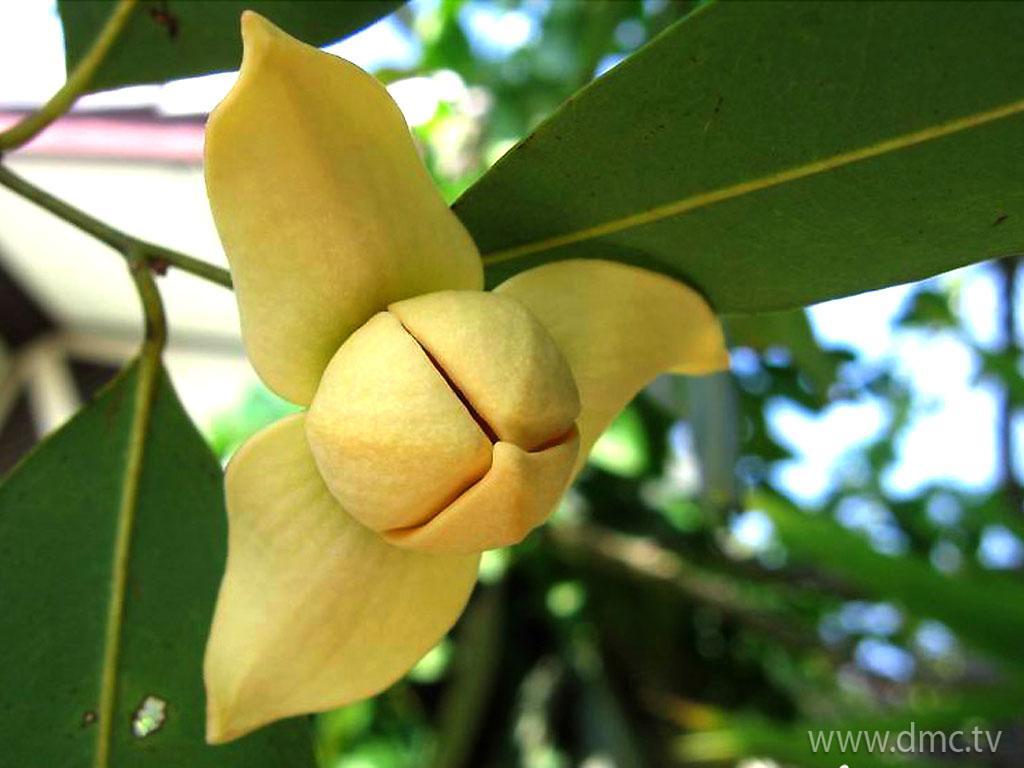 ภาพพื้นหลัง No.3660:รูปภาพดอกไม้สวยๆ