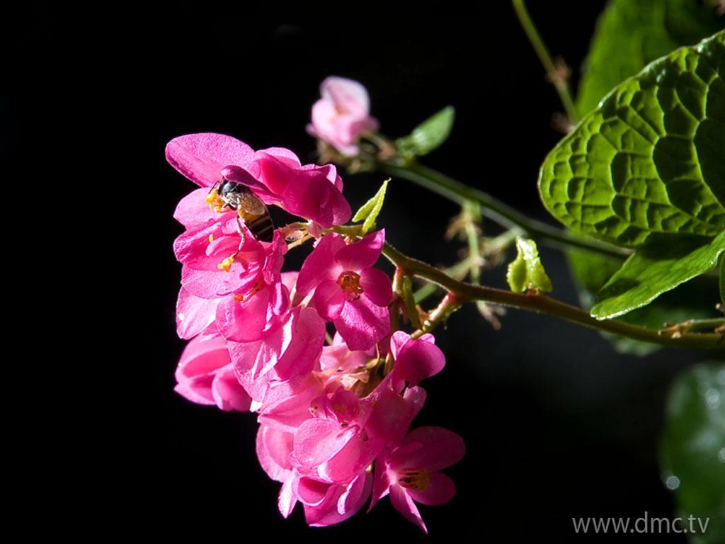 ภาพพื้นหลัง No.3674:รูปภาพดอกไม้สวยๆ