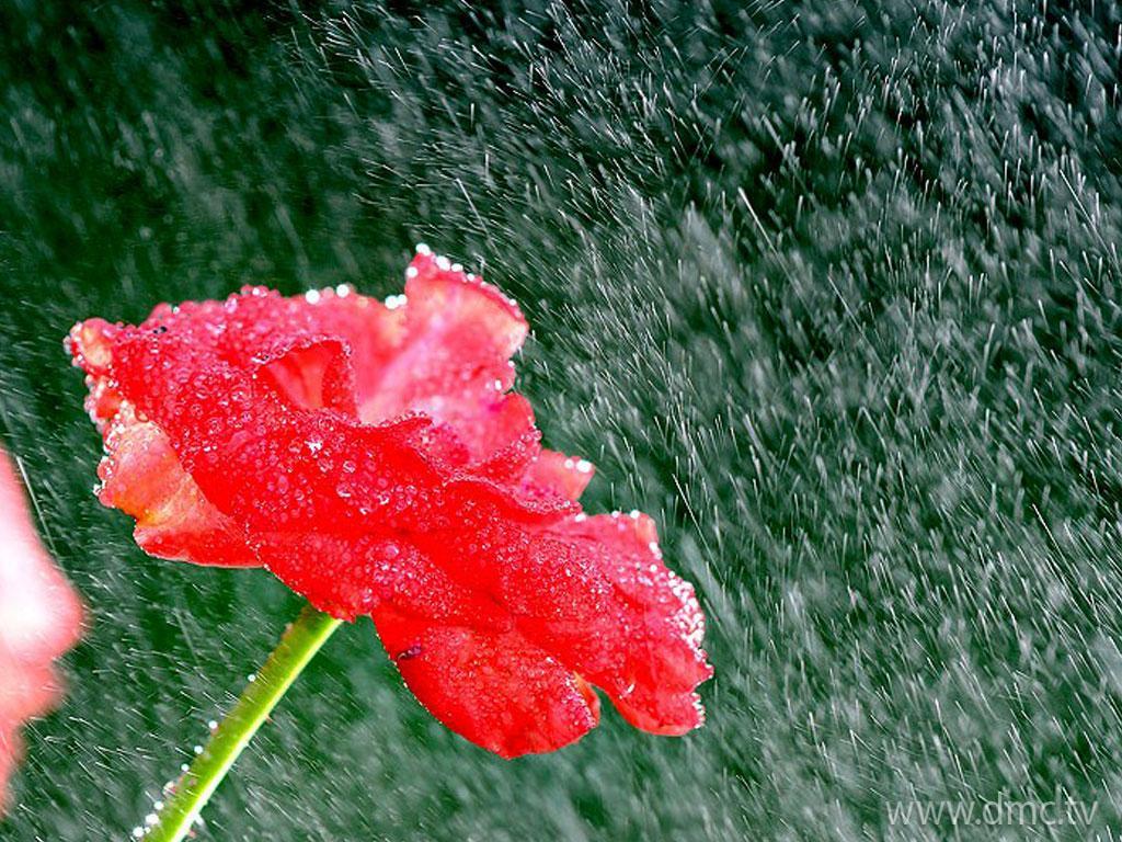 ภาพพื้นหลัง No.3705:รูปภาพดอกไม้สวยๆ