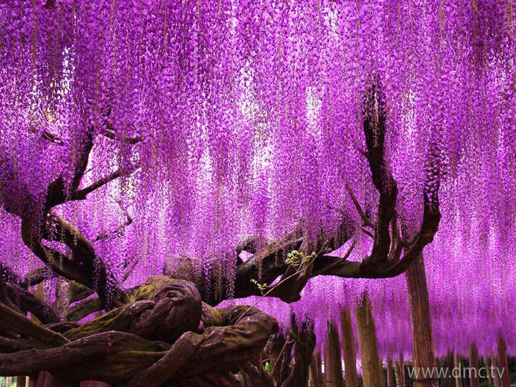 ภาพพื้นหลัง No.3788:รูปภาพดอกไม้สวยๆ