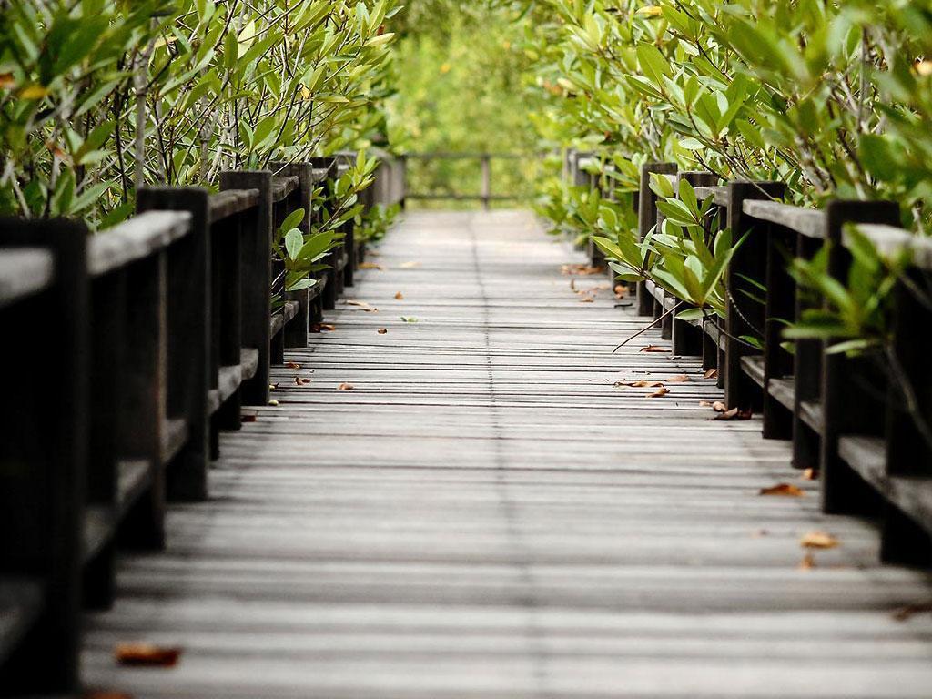 ภาพพื้นหลัง No.3827:ภาพธรรมชาติ
