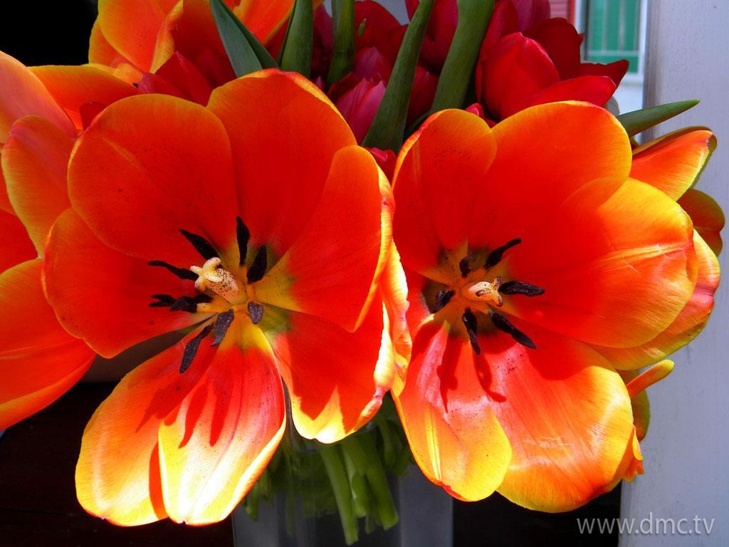 ภาพพื้นหลัง No.3903:รูปภาพดอกไม้สวยๆ
