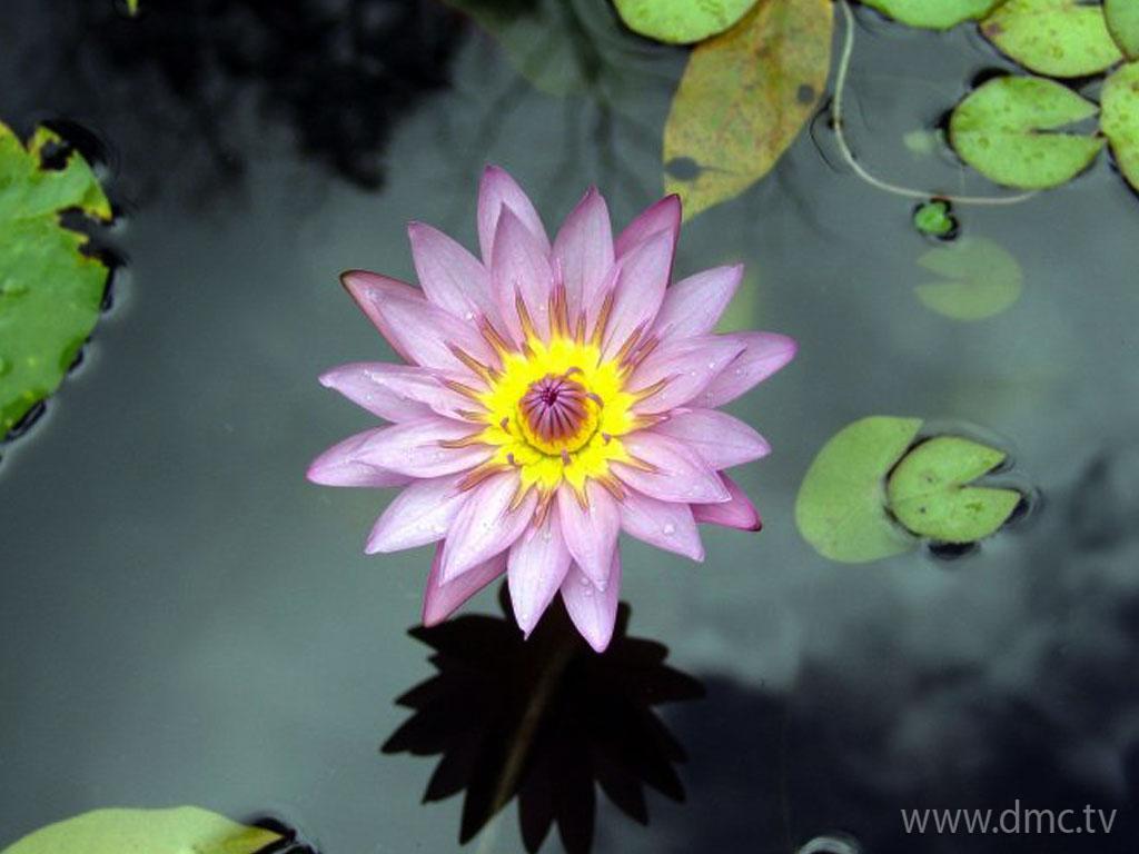 ภาพพื้นหลัง No.3909:รูปภาพดอกไม้สวยๆ