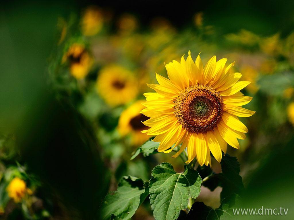 ภาพพื้นหลัง No.4032:รูปภาพดอกไม้สวยๆ