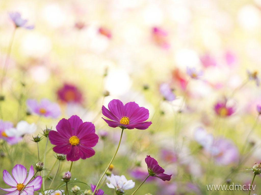 ภาพพื้นหลัง No.4035:รูปภาพดอกไม้สวยๆ