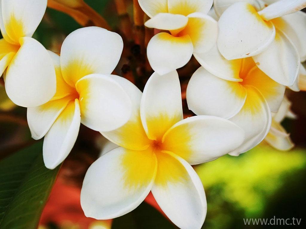 ภาพพื้นหลัง No.4166:รูปภาพดอกไม้สวยๆ