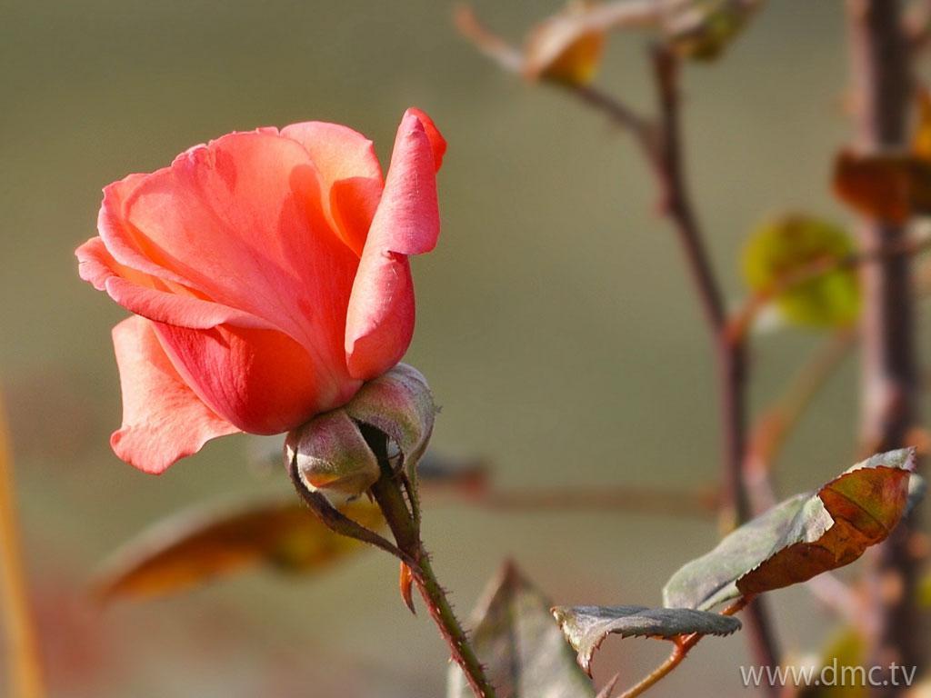 ภาพพื้นหลัง No.4227:รูปภาพดอกไม้สวยๆ