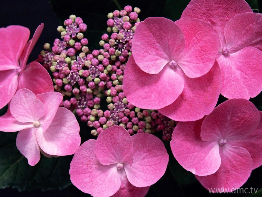 ภาพพื้นหลัง No.4233:รูปภาพดอกไม้สวยๆ