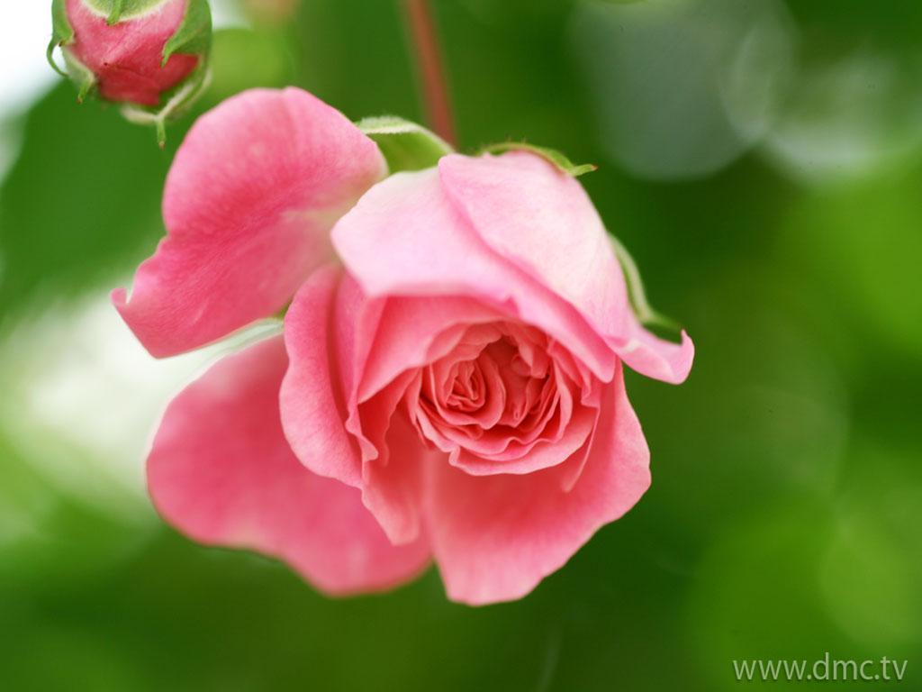 ภาพพื้นหลัง No.4247:รูปภาพดอกไม้สวยๆ