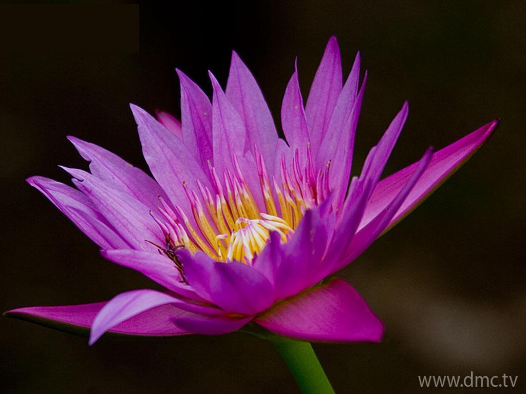 ภาพพื้นหลัง No.4270:รูปภาพดอกไม้สวยๆ