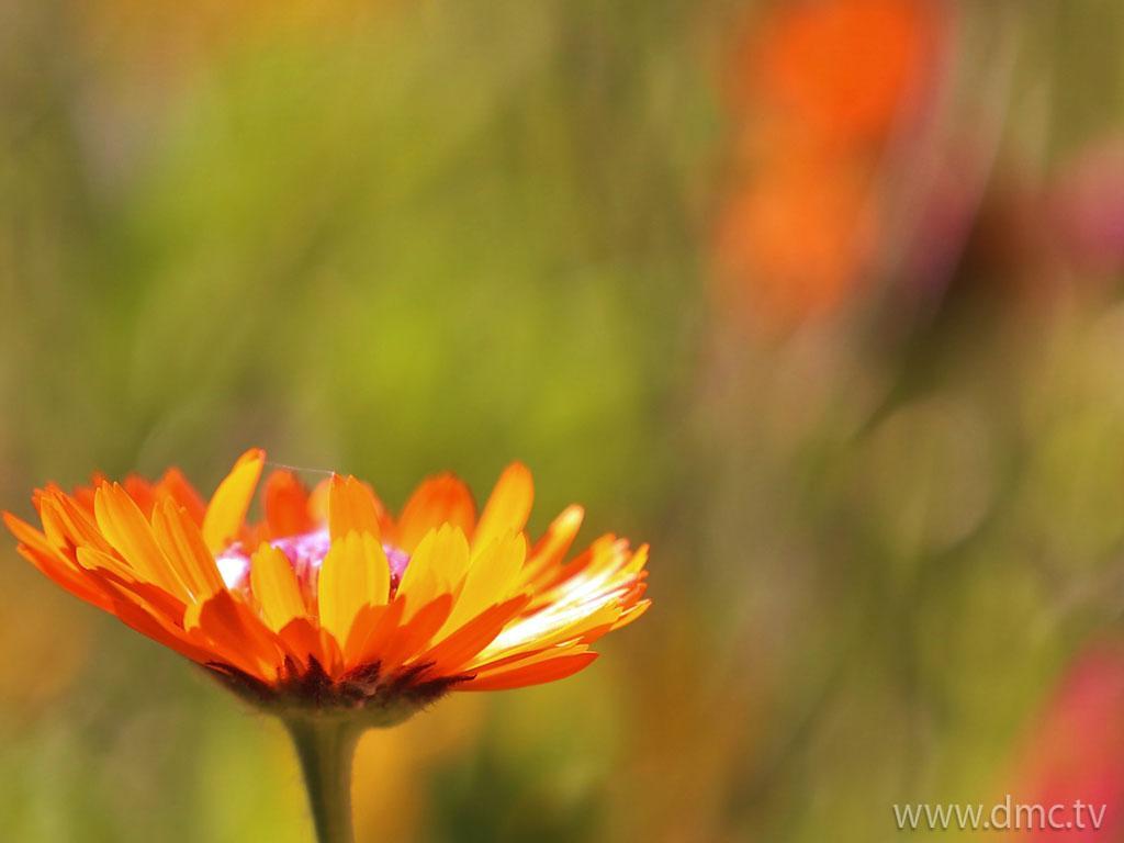 ภาพพื้นหลัง No.4333:รูปภาพดอกไม้สวยๆ