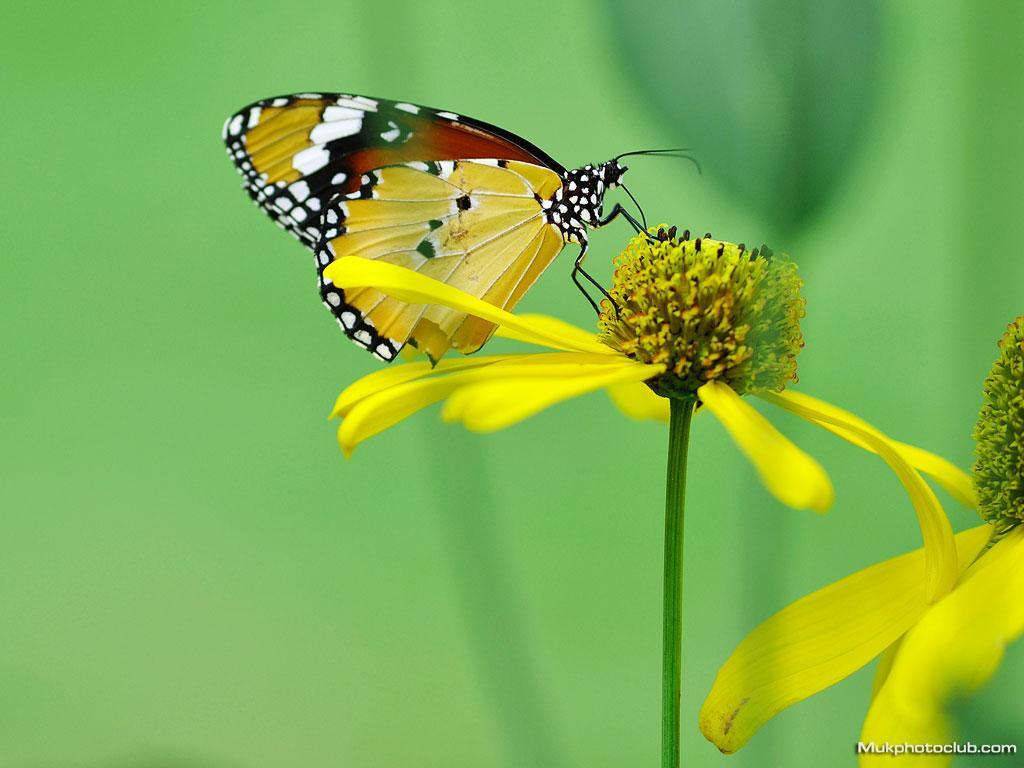 ภาพพื้นหลัง No.4342:ภาพธรรมชาติ