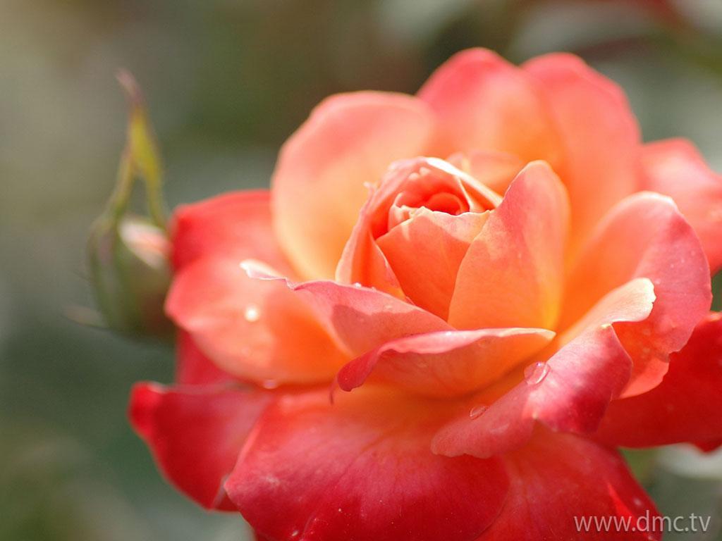 ภาพพื้นหลัง No.4348:รูปภาพดอกไม้สวยๆ