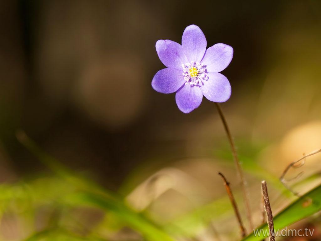 ภาพพื้นหลัง No.4371:รูปภาพดอกไม้สวยๆ